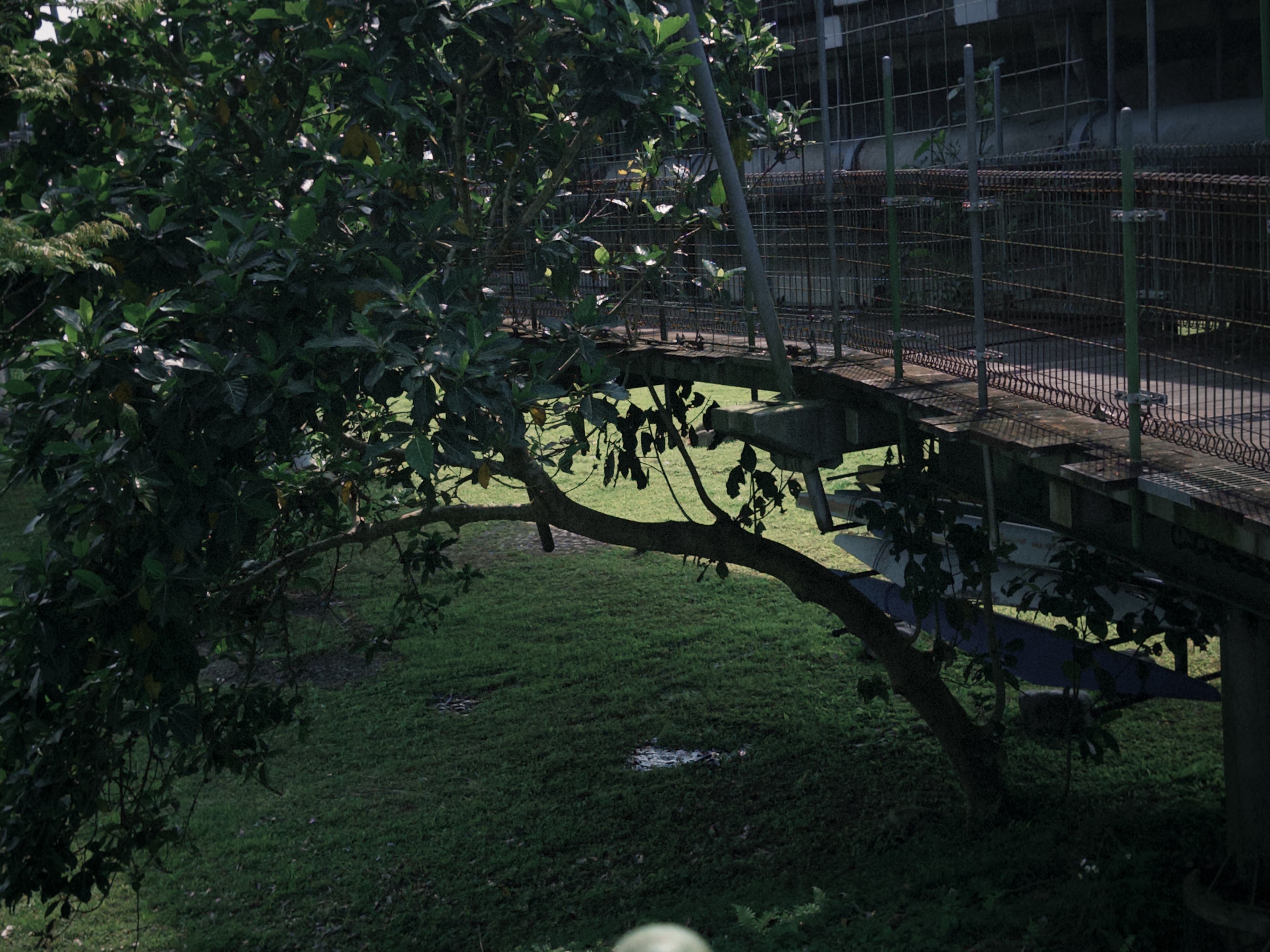 津梅棧道 Jin-Mei Forest Walkway — gallery image 15